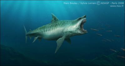 Le mgalodon, clbre requin de 15m de long, est apparu durant l'Oligocne. Certains chercheurs pensent qu'ils ne se sont teints que trs rcemment, pourquoi ?