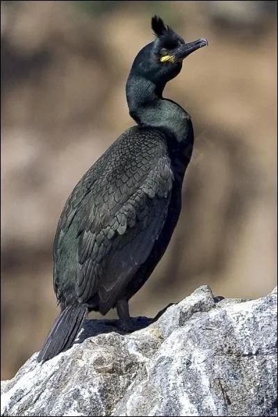  quel animal actuel ressemble le phalocracorax ?