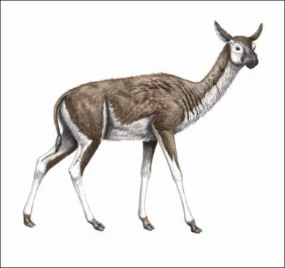  quelle famille appartient le stnomylus, petit herbivore amricain de la taille d'un gros chien.