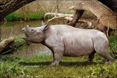 Le tlocras est un petit rhinocros  l'allure d'un hippopotame, son fossile est l'un des plus abondant du Nebraska. Quel fossille impressionnant va tre trouv le concernant ?