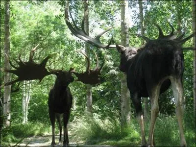 Quel est le nom de ce grand cerf, un peu plus grand que l'lan d'Amrique actuel avec ses 2, 20 m de haut ?