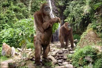 Quelle taille pouvait atteindre le gigantopithecus lorsqu'il se tenait debout ?