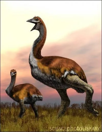 Avec ses 500 kg, l'aeyornis ou oiseau-lphant est certainement le plus gros oiseau de tous les temps et vivait exclusivement  Madagascar. Quels vestiges servent d'urnes aux Malgaches ?