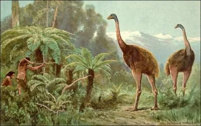 Le moa est une autre espce d'oiseau incapable de voler. Il a t entirement dcim par les Maoris dans les annes 1500. Quelle affirmation est fausse concernant la facilit de leur extinction ?