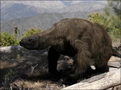 Le megatherium tait un immense mammifre de 6 m de long et de 3 000 kg qui ne devait connatre aucun prdateur. Quel tait son rgime alimentaire ?