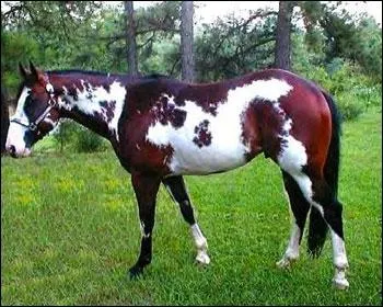 Quelle est cette race ?