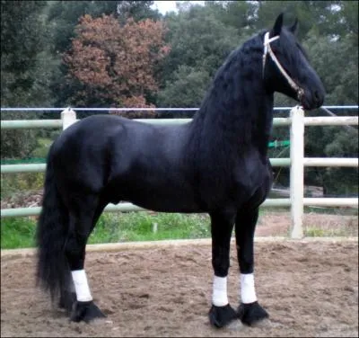 Quelle est cette race ?