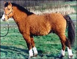 Quelle est cette race ?