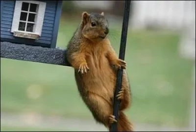 Je suis flexible comme une anguille et vif comme un lzard et travaillant toujours comme un cureuil. Citation de ...