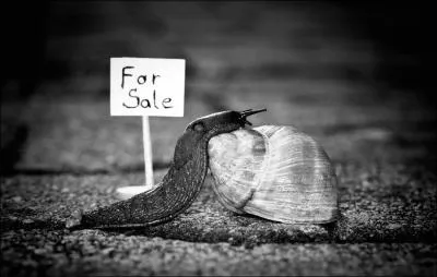 Cette chanson de William Sheller a un rapport avec un escargot !