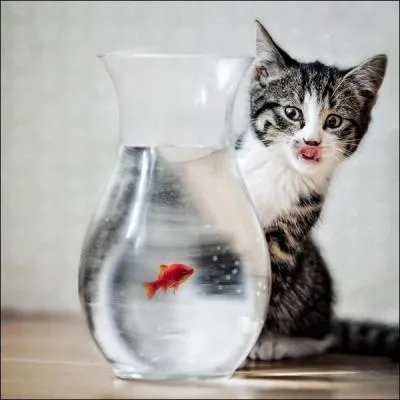 Une expression populaire qui signifie que vous n'avez plus toutes vos facults !