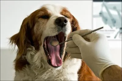 Cette expression vous cache la vrit !