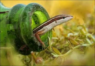 De ces trois titres de films, un seul est authentique !