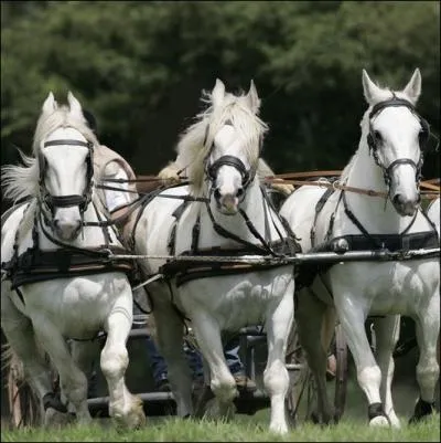 Quelle race particulire de chevaux de trait, avant l'arrive du Chemin de fer transportait le poisson frais des ctes vers Paris ?