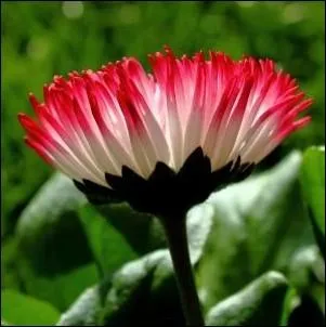 Cette fleur  la particularit de se refermer pendant les averses et mme un peu avant, ce qui permettait jadis dans les campagnes de prdire l'arrive de la pluie ! Quelle est cette fleur baromtre ?