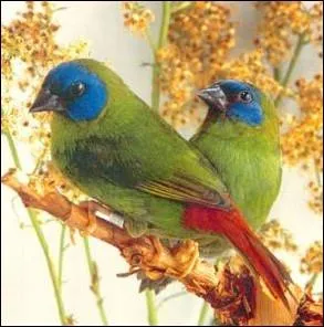 Quel est cet oiseau rpandu principalement dans les les de l'Ocan Indien Nouvelle-Guine et Nouvelles -Hbrides ?