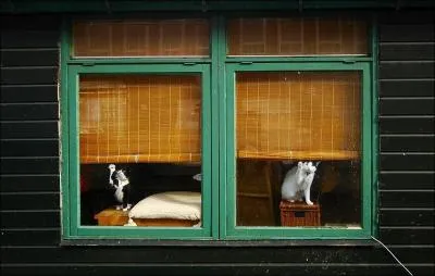 Moi vouloir tre le chat / Me frotter contre tes bas / Je me ferai angora / Pour me blottir dans tes bras !