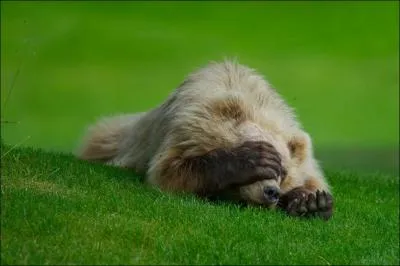 Non, ce n'est pas un chien, mais dans une chanson, c'est un ourson prisonnier !