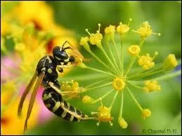 Comment dis-tu  gupe  en italien ?