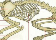 Quiz Squelettes d'espces animales