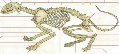  quelle espce animale appartient ce squelette ?