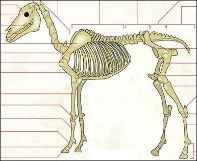  quelle espce animale appartient ce squelette ?