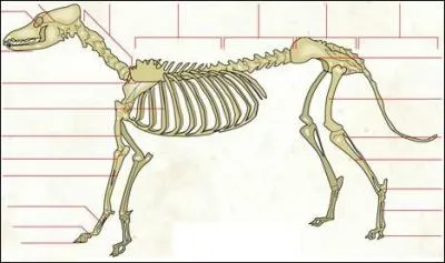  quelle espce animale appartient ce squelette ?