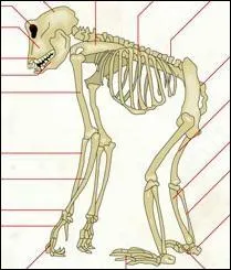  quelle espce animale appartient ce squelette ?