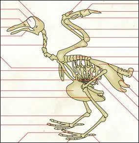  quelle espce animale appartient ce squelette ?