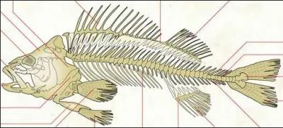  quelle espce animale appartient ce squelette ?