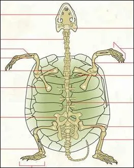  quelle espce animale appartient ce squelette ?