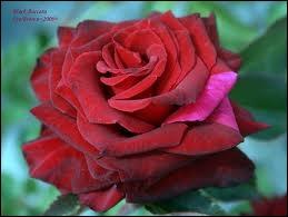 Elle n'est pas en cristal mais cette rose d'un rouge trs fonc porte le nom d'une ville lorraine se situant dans le dpartement de ...