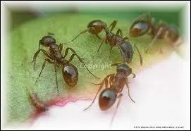 Ces petits insectes portent le nom d'une commune se situant dans le dpartement ...