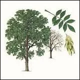 Emprisonn en Ile-de-France, cet arbre porte le nom d'une ville se situant dans le dpartement ...