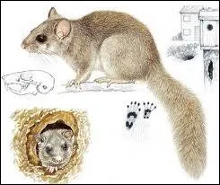 Ce rongeur porte le nom d'un dpartement ayant pour code le numro 42 et se situant dans la rgion ...