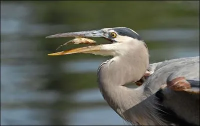 Terminez cette rime de La Fontaine : Un jour, sur ses longs pieds, allait je ne sais o ...