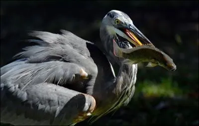 Dans quelle ancienne civilisation le phnix est-il reprsent par un hron cendr ?