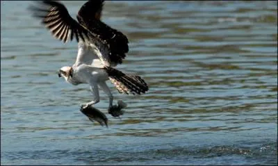 Quelles anciennes automobiles portaient un aigle sur le capot ?