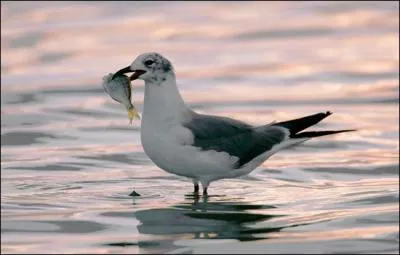 Dans les superstitions des marins, il est un oiseau qu'il ne faut surtout pas toucher !