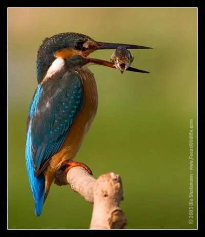 Saint Martin, vque de Tours, tait galement surnomm l'Aptre des Gaules !