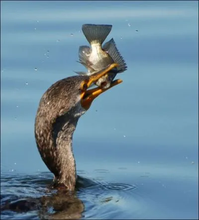 La pche des poissons avec un cormoran, pratique en Chine, est maintenant autorise en France !