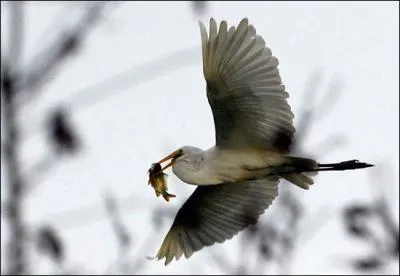 La plumasserie est une activit qui concerne les plumes d'oiseaux, destines, entre autres, aux spectacles et aux revues !
