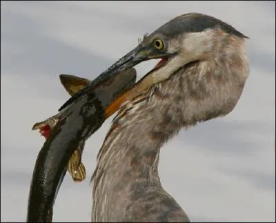 Il existe un produit appel  huile de hron   !