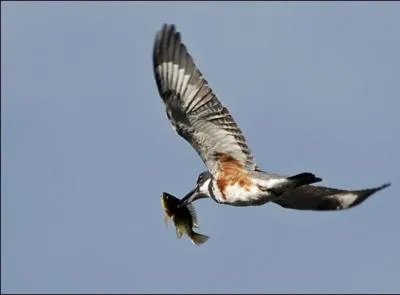 Le nuoc mm (sauce de poisson) le plus rput est  base d'anchois !