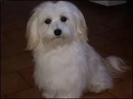 De quelle race est ce chien ?