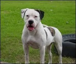 De quelle race est ce chien ?