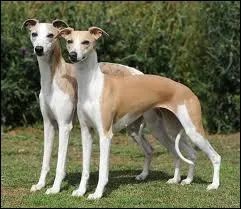 De quelle race est ce chien ?