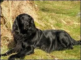 De quelle race est ce chien ?