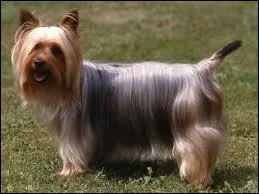 De quelle race est ce chien ?