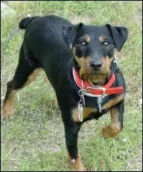 De quelle race est ce chien ?